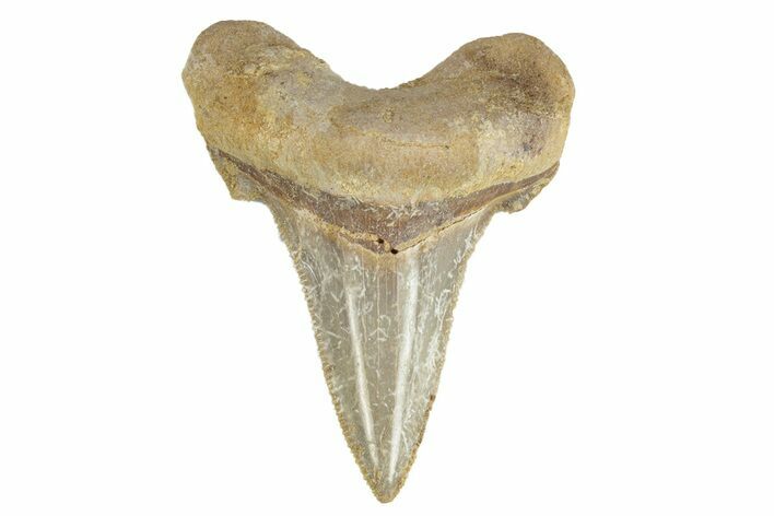 Serrated Sokolovi (Auriculatus) Shark Tooth - Dakhla, Morocco #249420